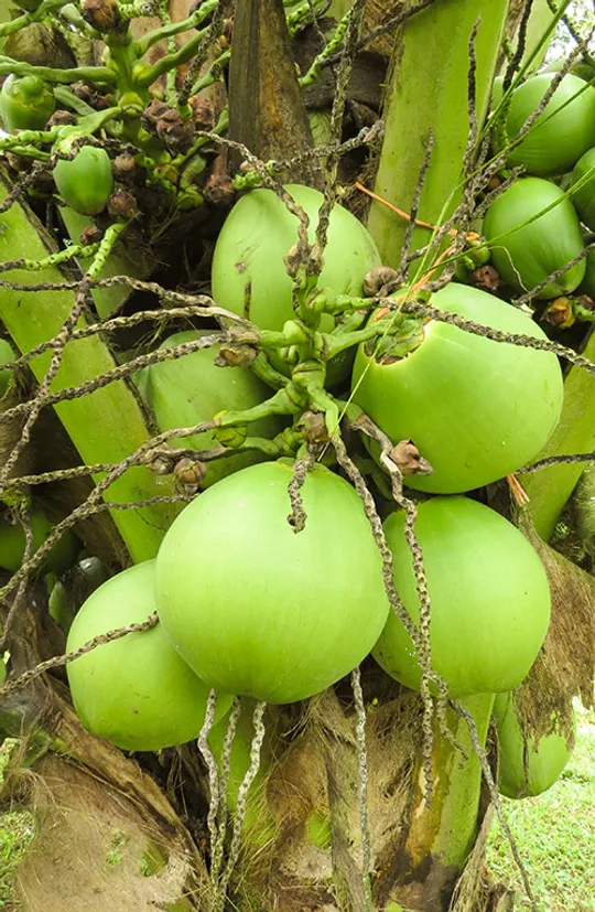 Box full of Cocotico's fresh green and husked coconut