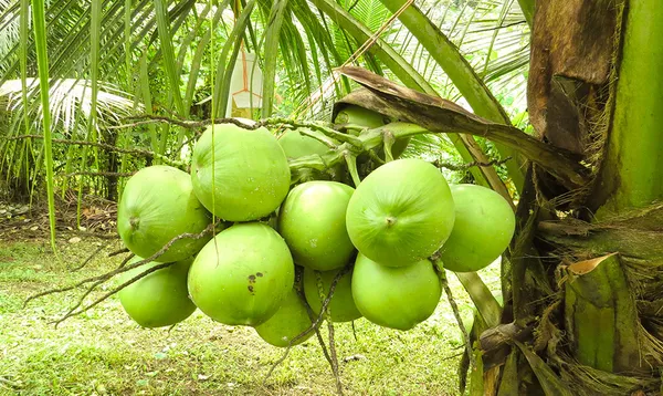 Palm tree full of Cocotico's green fresh coconuts