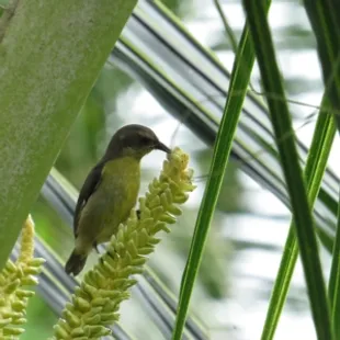 Box full of Cocotico's fresh green and husked coconut