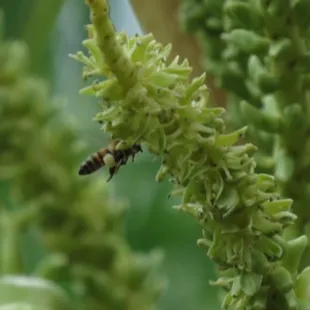 Box full of Cocotico's fresh green and husked coconut
