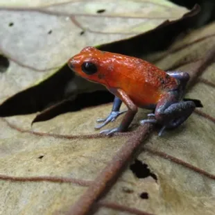 Box full of Cocotico's fresh green and husked coconut