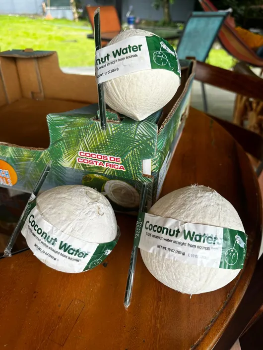 Palm tree full of Cocotico's green fresh coconuts