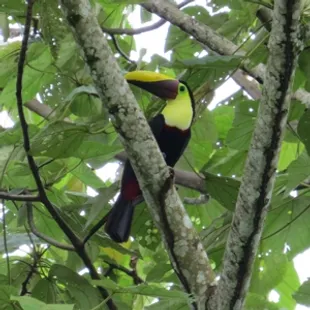 Box full of Cocotico's fresh green and husked coconut